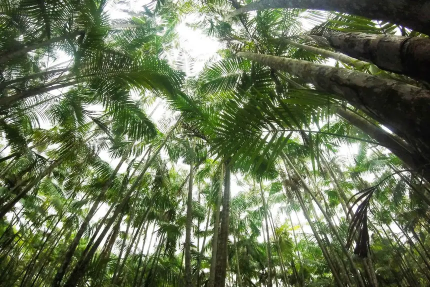 PGE fará painel sobre governança jurídica e defesa ambiental na COP30