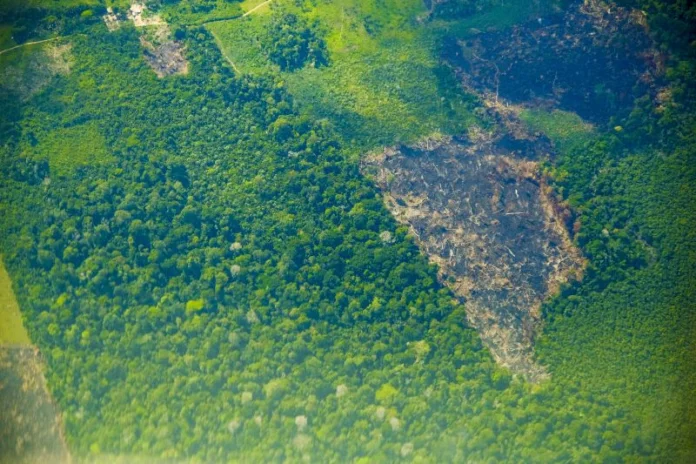 Pará lidera na Amazônia com queda de 51% no desmatamento