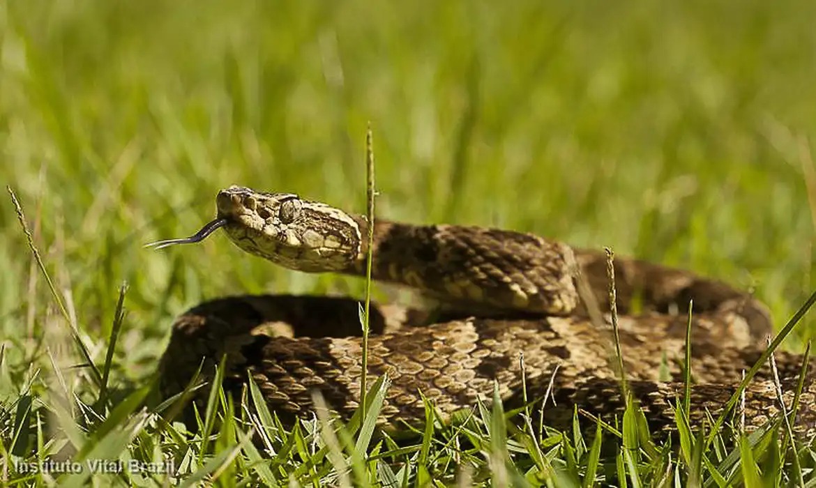 Casos de picadas de cobra aumentam em Belém durante o inverno amazônico; veja como se proteger