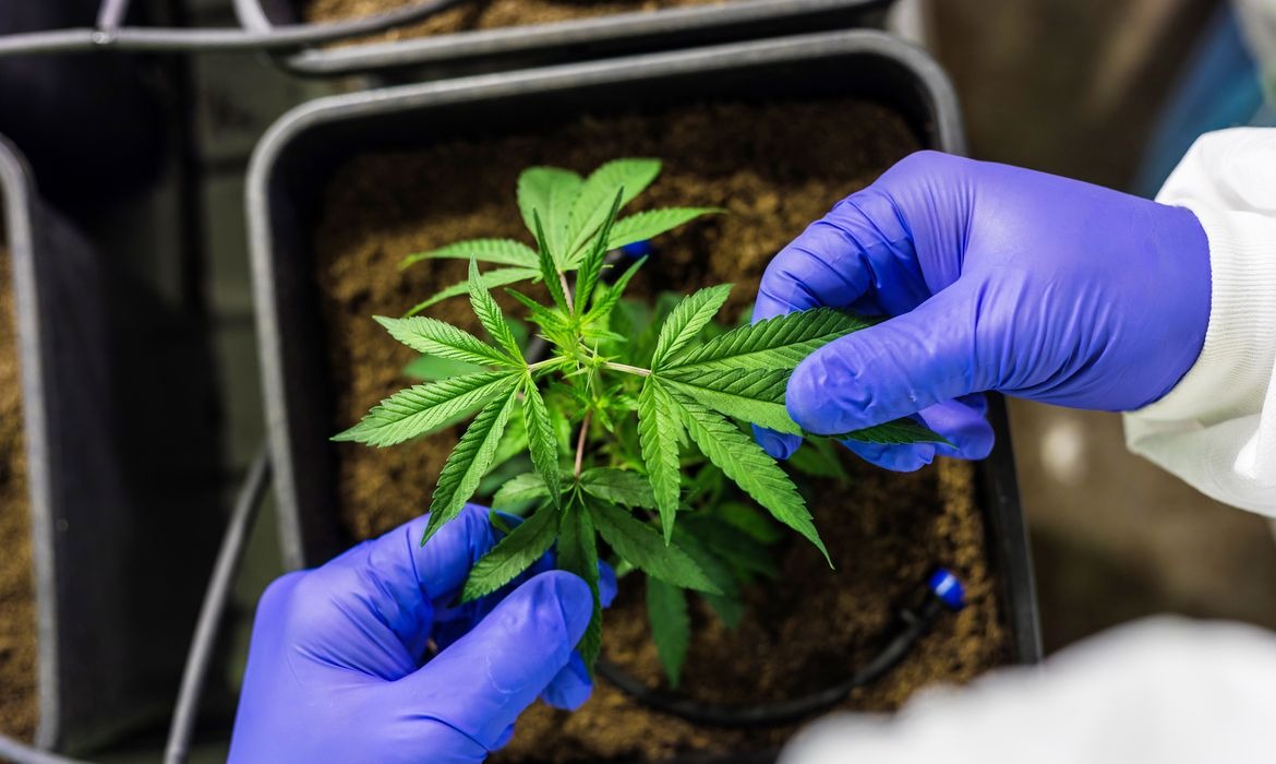 Anvisa autoriza cultivo de cannabis medicinal no Brasil sob regras restritas