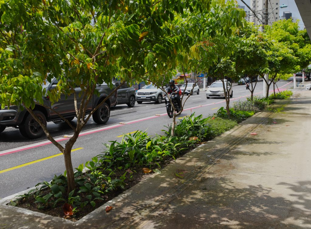 Jardins de chuva são instalados para reduzir alagamentos em Belém; veja como funcionam