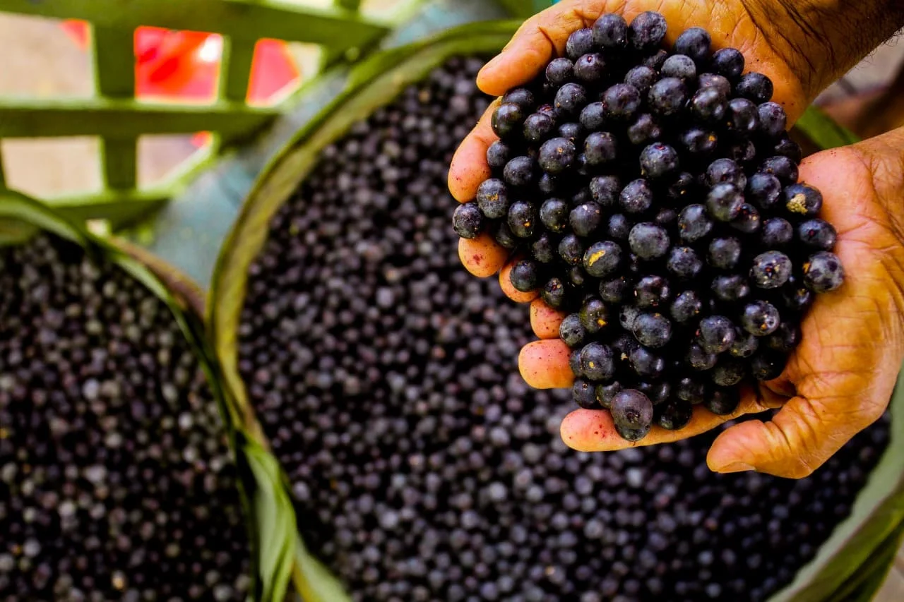 Lista oficial reúne 132 pontos de açaí licenciados em Belém em 2025