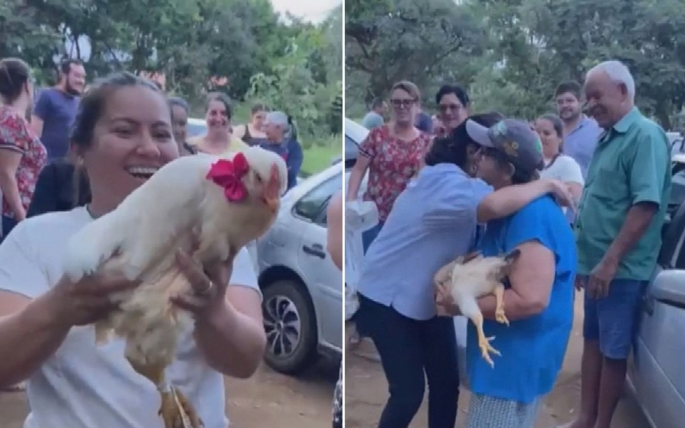 Lavradora ganha ‘chá de galinha’ após ataque de cães