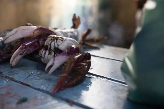 Foto: Pedro Guerreiro - Ag. Pará