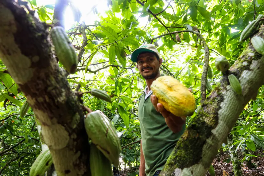 Cacau do Pará fortalece liderança nacional com incentivo estadual