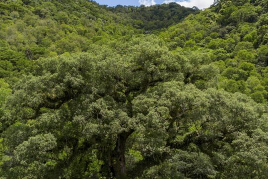 Seleção TV Brasil: conheça os 12 contemplados na linha sobre natureza