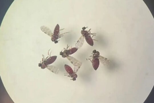 Subnotificados, casos de Oropouche atingem 2% da população brasileira