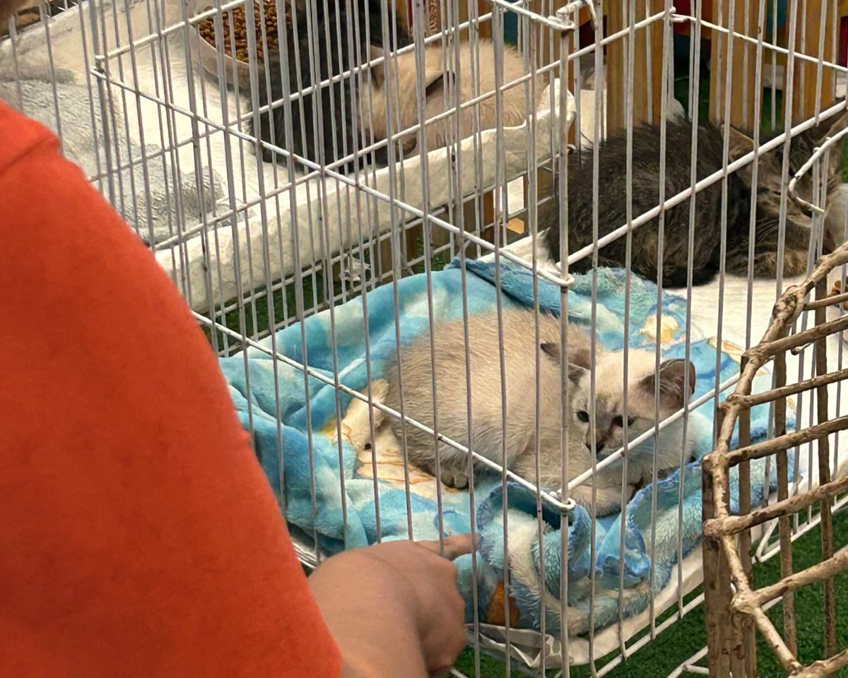 Feira de adoção pet promove encontro entre animais resgatados e novos lares em Belém