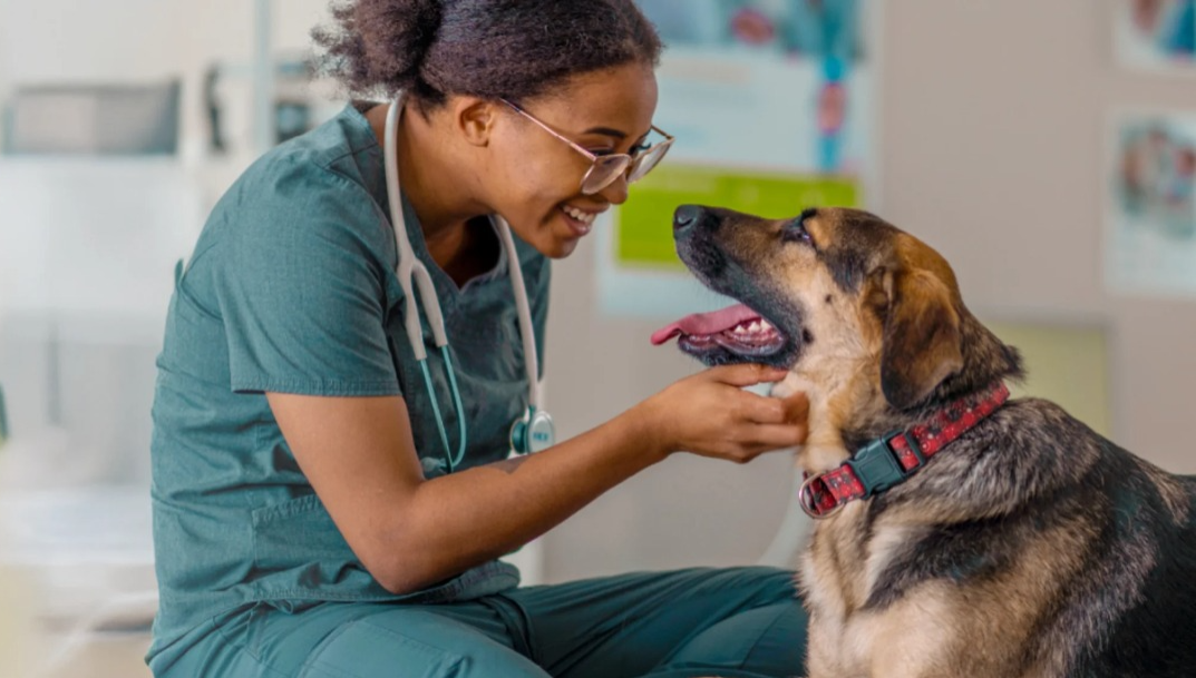 Lei autoriza visita de pets a pacientes em hospitais