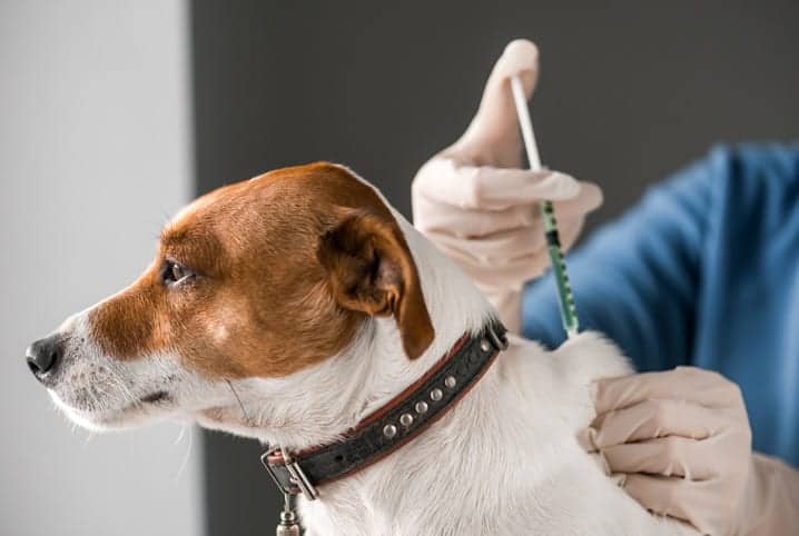 Belém Animal oferece atendimento veterinário gratuito neste domingo (29)