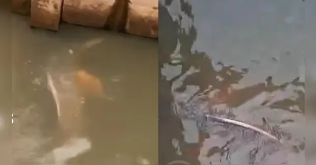 Boto é encontrado em canal urbano e mobiliza moradores em Belém