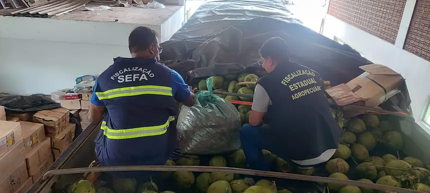 Sefa apreende 9 toneladas de camarão escondidas em carga de coco no Pará