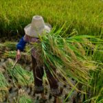 Garantia de direitos trabalhistas no campo ainda enfrenta desafios