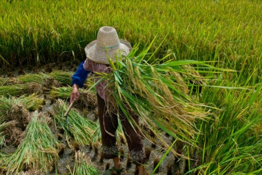 Garantia de direitos trabalhistas no campo ainda enfrenta desafios