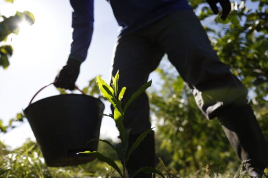 Governo apresenta plano para desenvolver bioeconomia no país