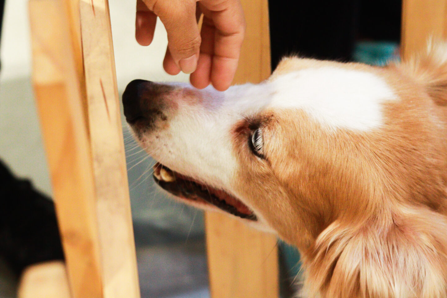Feira de adoção pet conecta cães e gatos a novos lares neste sábado (18)