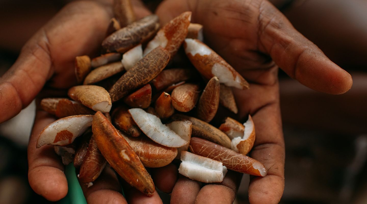 Instituto abre bolsas para impulsionar bioeconomia na Amazônia