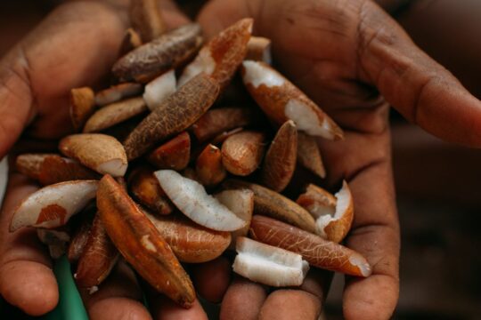 Instituto oferece bolsas para estimular bioeconomia amazônica