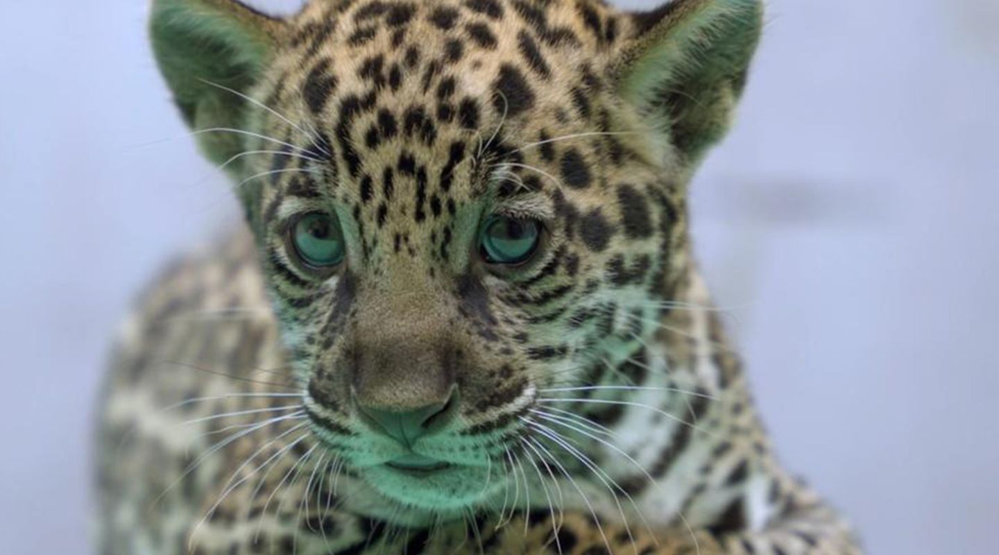 Onça-pintada nascida no BioParque Vale Amazônia ganha o nome de Xingu