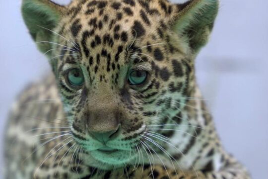 Onça-pintada nascida no BioParque Vale Amazônia ganha o nome de Xingu