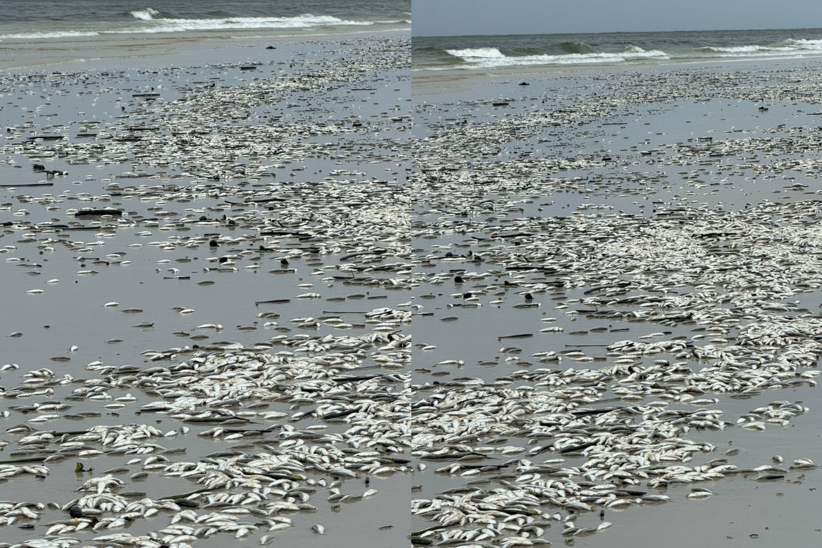 Maré alta deixa milhares de sardinhas mortas em Salinópolis