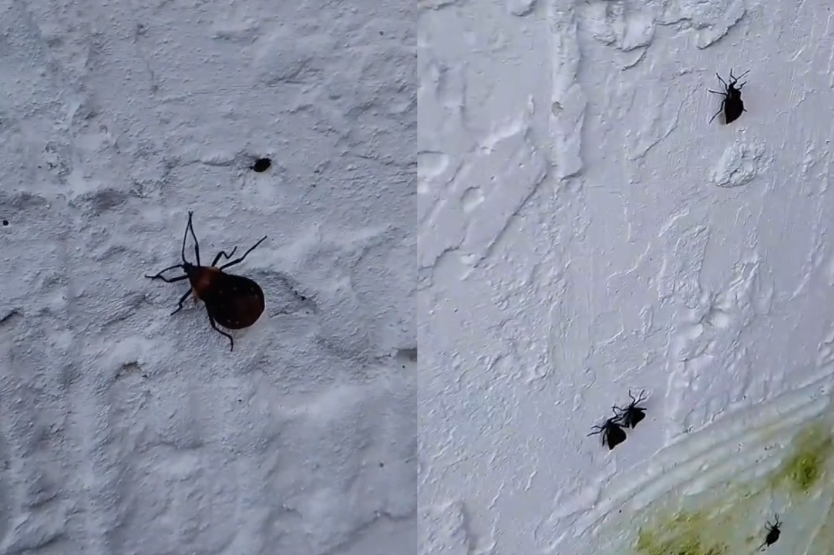 Moradores denunciam aparecimento de barbeiros em Salinópolis e temem avanço da doença de Chagas