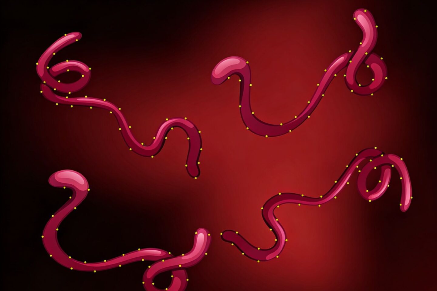 OMS declara emergência internacional por surto de Ebola na RDC e em Uganda; risco para o Brasil é considerado baixo