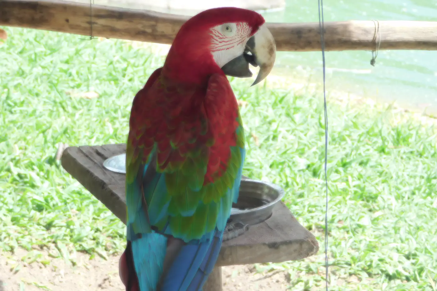 Animais do Mangal das Garças entram no clima junino com programação