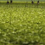 CMN passa a exigir fotos com localização comprovada em seguro rural