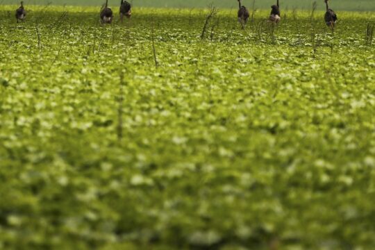 CMN passa a exigir fotos com localização comprovada em seguro rural