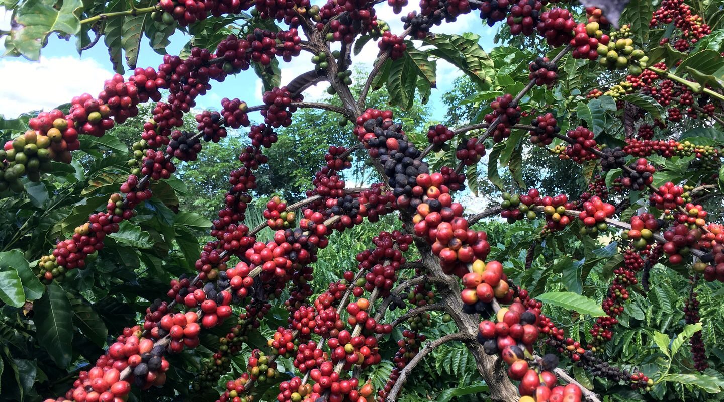 Exigências regulatórias da UE podem embarreirar pequenos cafeicultores