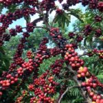 Exigências regulatórias da UE podem embarreirar pequenos cafeicultores