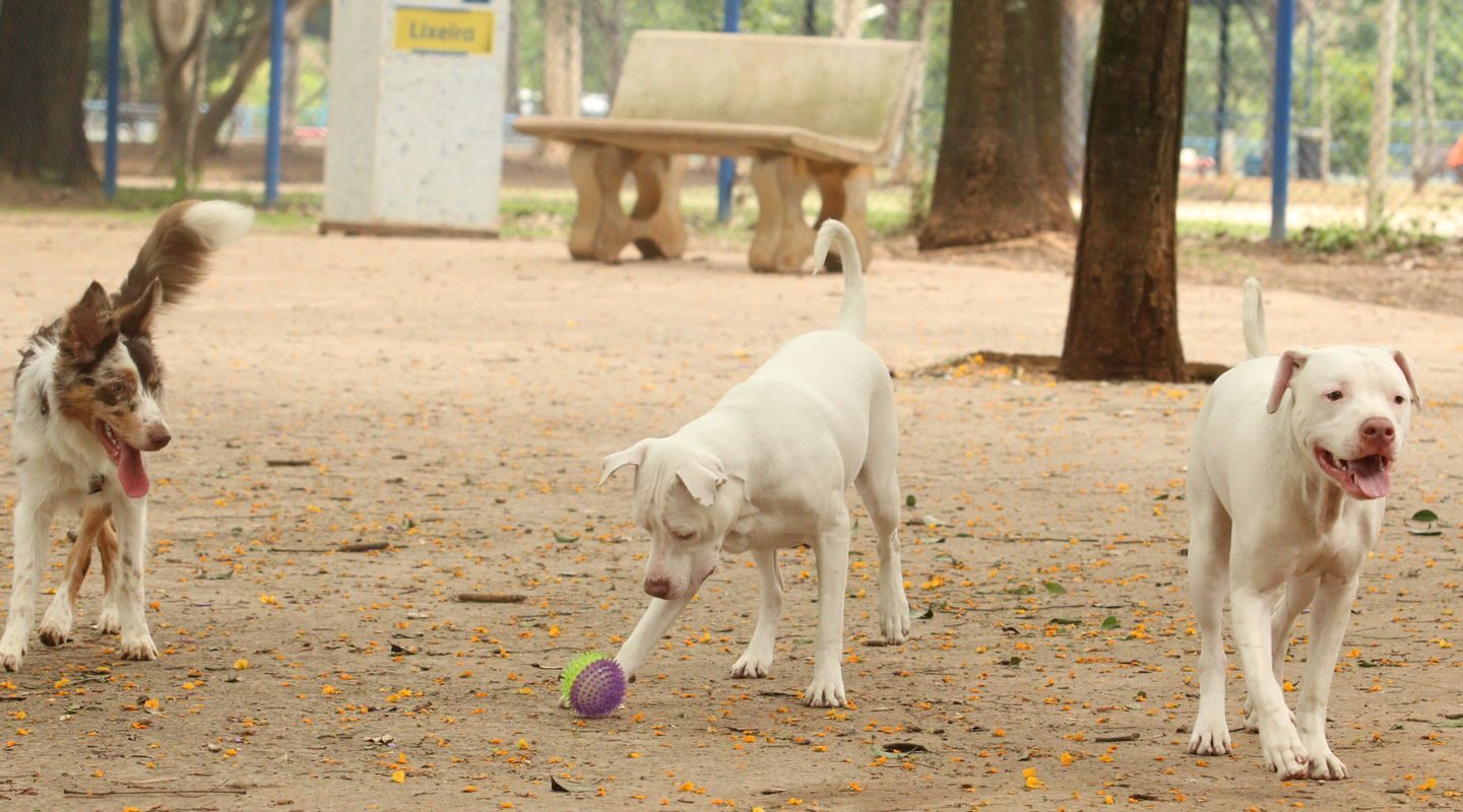 Lei torna crime exercício ilegal da medicina veterinária 