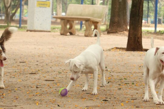 Lei torna crime exercício ilegal da medicina veterinária 