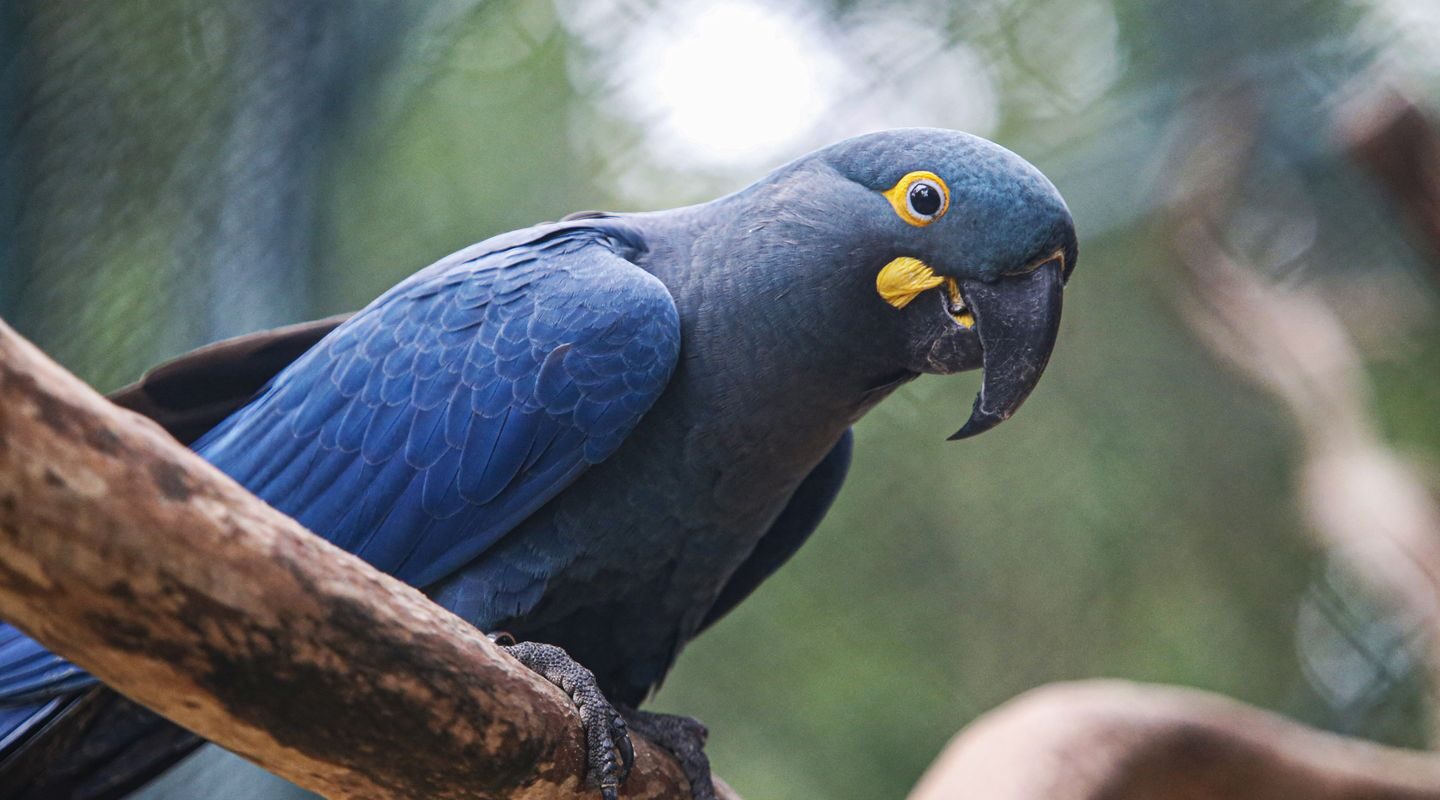 Lista de fauna ameaçada tem 180 animais incluídos e 150 retirados