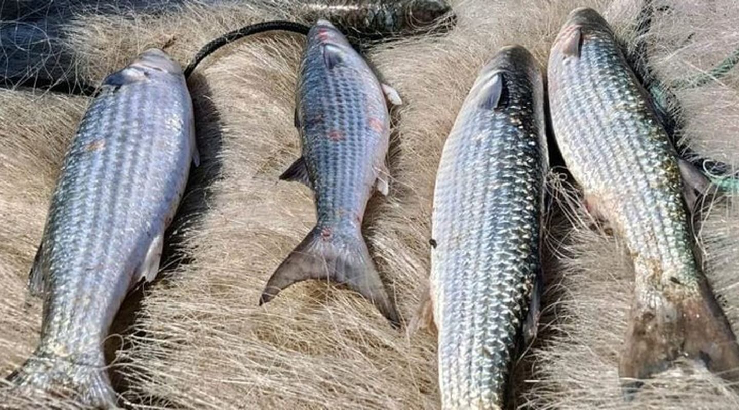 Pesca de tainha na modalidade arrasto de praia está suspensa