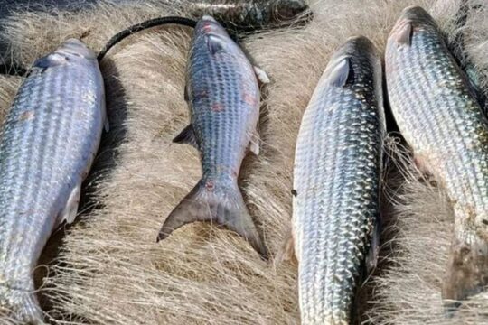 Pesca de tainha na modalidade arrasto de praia está suspensa