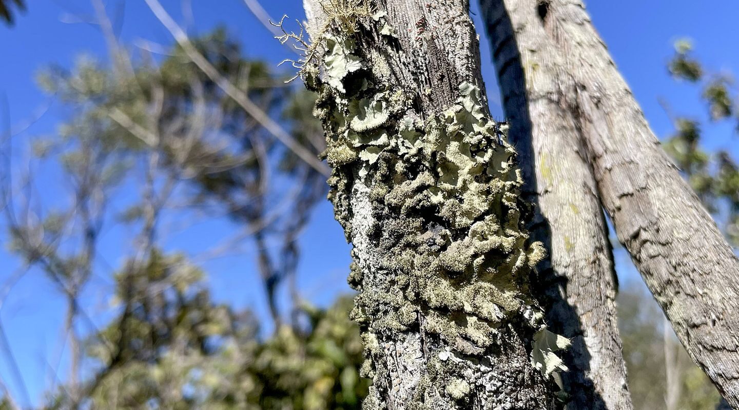 Reserva Ecológica do IBGE no DF passa a ter gestão apoiada pelo ICMBio