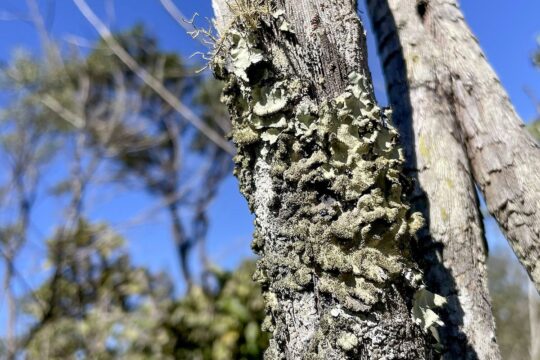 Reserva Ecológica do IBGE no DF passa a ter gestão apoiada pelo ICMBio