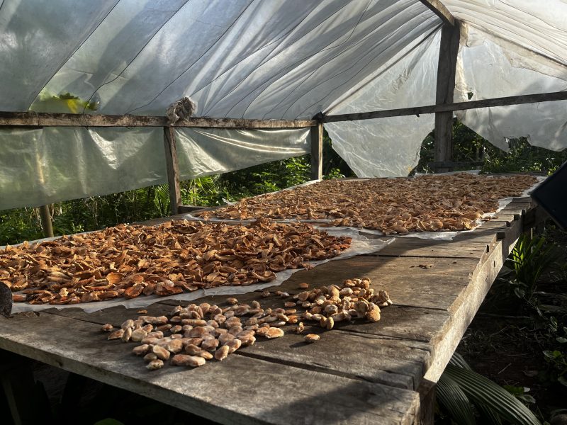 Pesquisa com participação do Pará transforma resíduo do babaçu em proteína vegetal