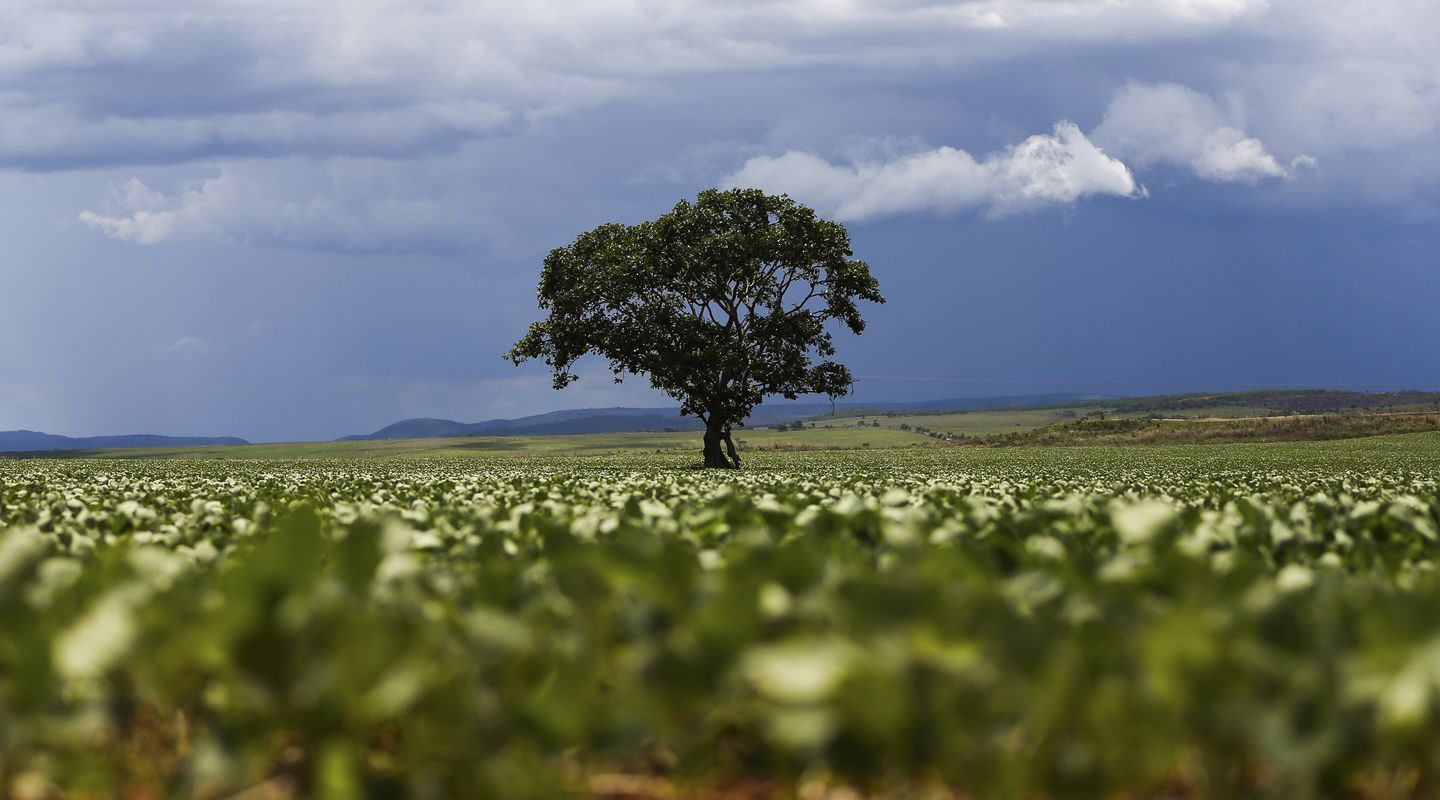 Crédito rural financiou R$ 92,4 bi em áreas com alertas ambientais