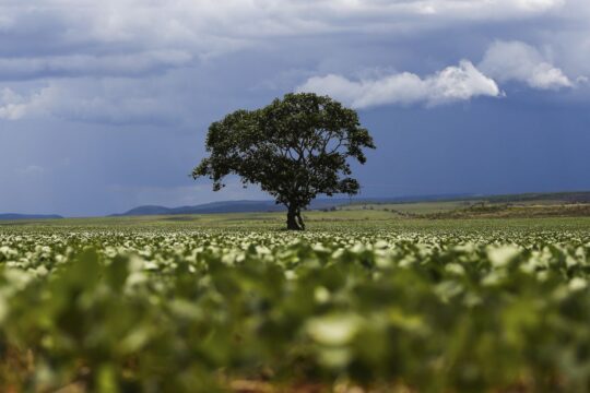 Crédito rural financiou R$ 92,4 bi em áreas com alertas ambientais