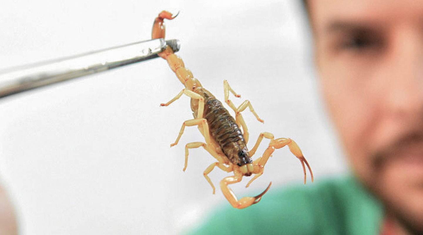 Crianças são mais vulneráveis a envenenamento por picada de escorpião