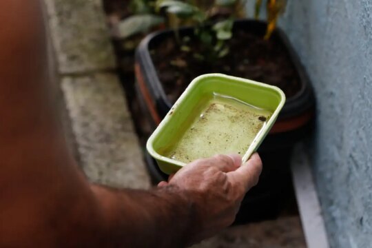 El Niño pode aumentar casos de chikungunya e dengue no Brasil