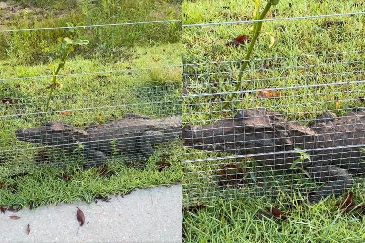 Jacaré é visto em área de mata na Rua da Marinha, em Belém