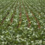 Reunião com bancada do agro termina sem acordo sobre dívidas rurais