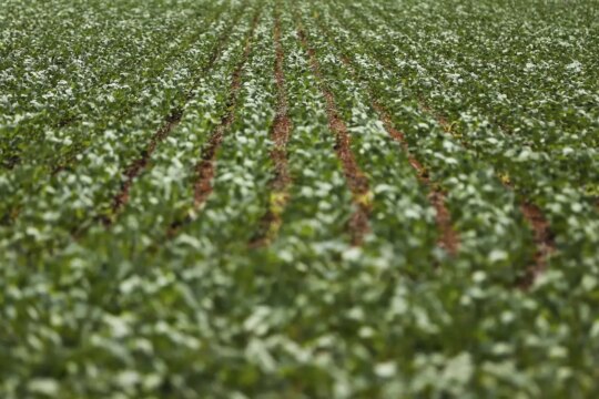 Reunião com bancada do agro termina sem acordo sobre dívidas rurais
