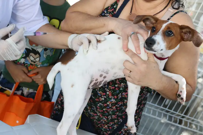 Belém oferece atendimento veterinário gratuito para cães e gatos neste sábado; veja os serviços