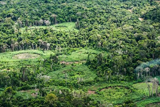 Amazônia: indígenas catalogam espécies para proteger biodiversidade