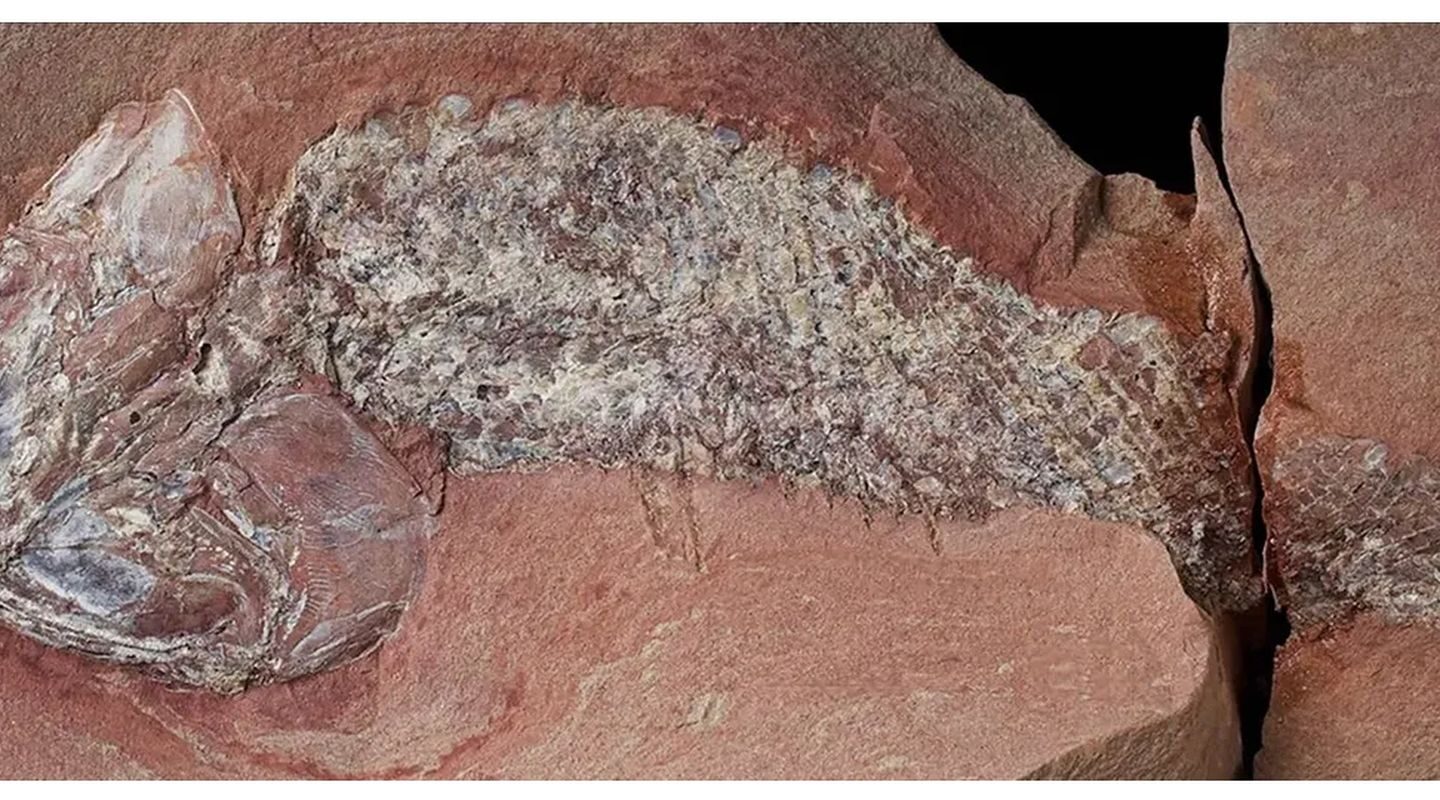 Estudo mostra fóssil de peixe pré-histórico encontrado em Mato Grosso